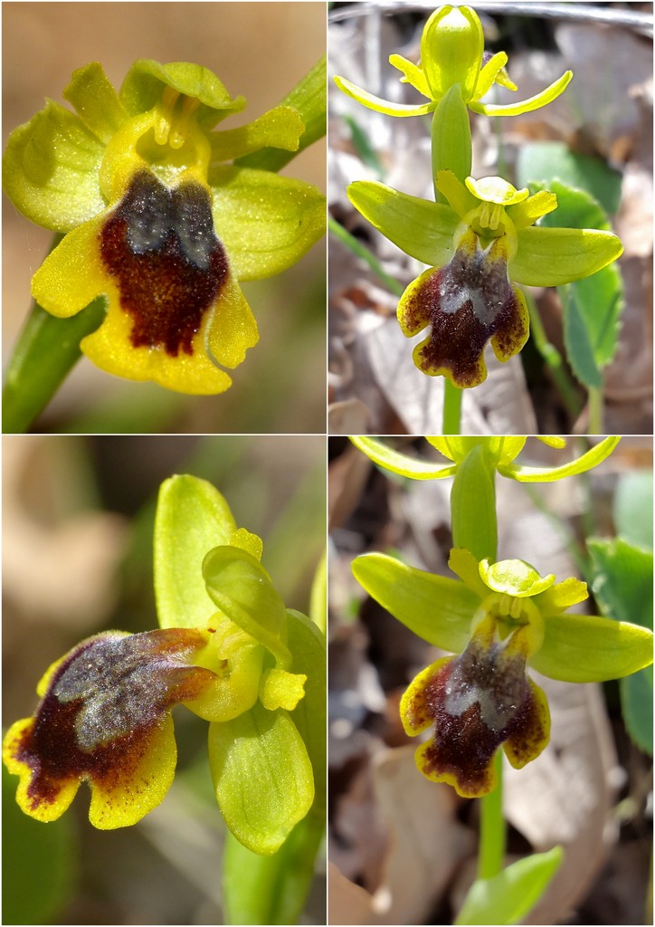Orchidee in Sardegna, un fine settimana a 78 giri!